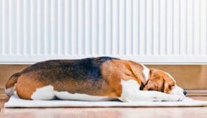 Le radiateur suédois : le meilleur des radiateurs basse consommation ?